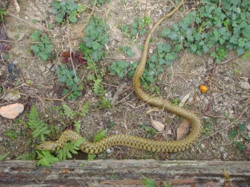 2018年属虎人和属蛇人的全体运势