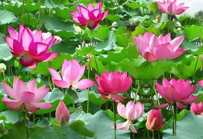 这十首有关夏天的唐诗宋词，只须读过三首，夏日便不再闷热无趣了