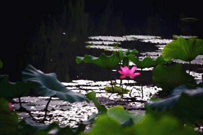 这十首有关夏天的唐诗宋词，只须读过三首，夏日便不再闷热无趣了