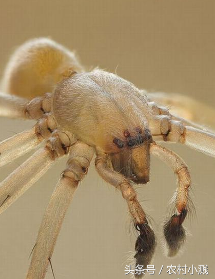毒蜘蛛排行榜图片