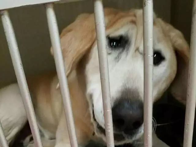 一只长相畸形的狗，被人嫌弃关在后院5年，直到遇上她才得以解脱