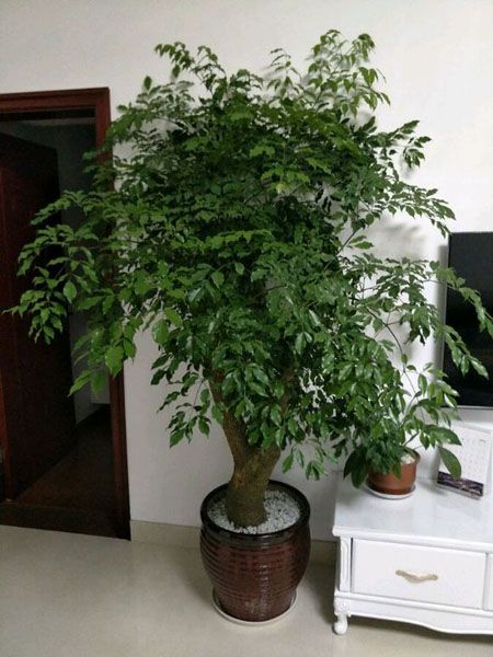 富贵树的风水作用-富贵树有什么风水讲究 - 情书号