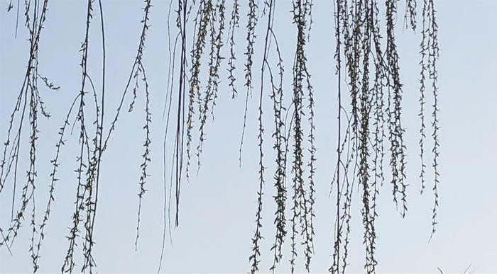 张文艺│我是鹤山人