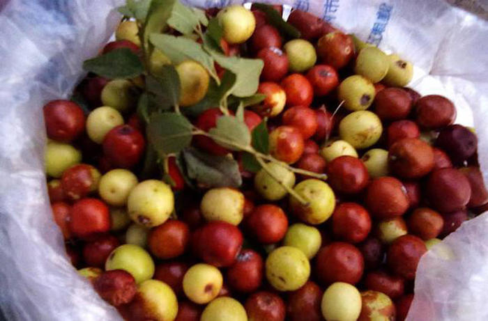 张文艺│我是鹤山人