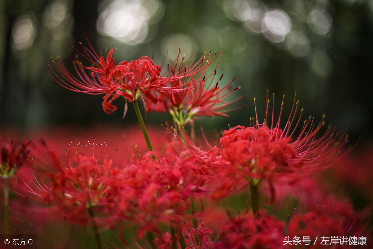 彼岸无花,我依然美丽(美文)