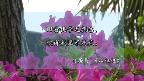 开在诗词里的花：繁花似锦满目春，诗词歌赋颂古今