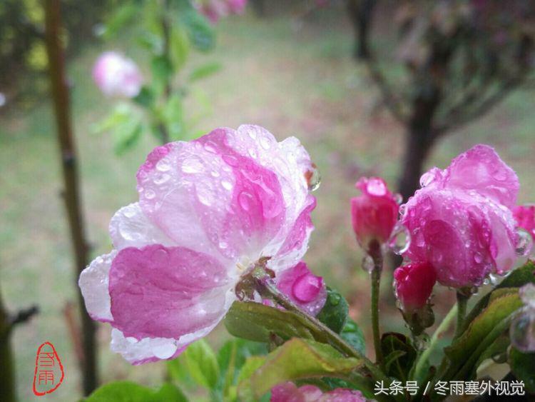 雨中花，霏霏雨露作清妍