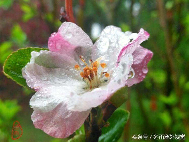 雨中花，霏霏雨露作清妍