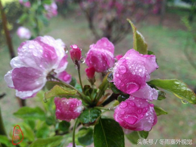 雨中花，霏霏雨露作清妍