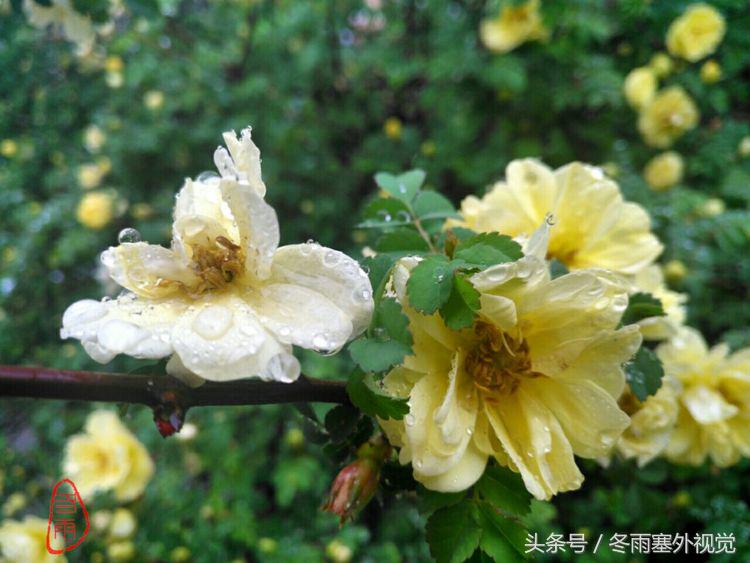 雨中花，霏霏雨露作清妍