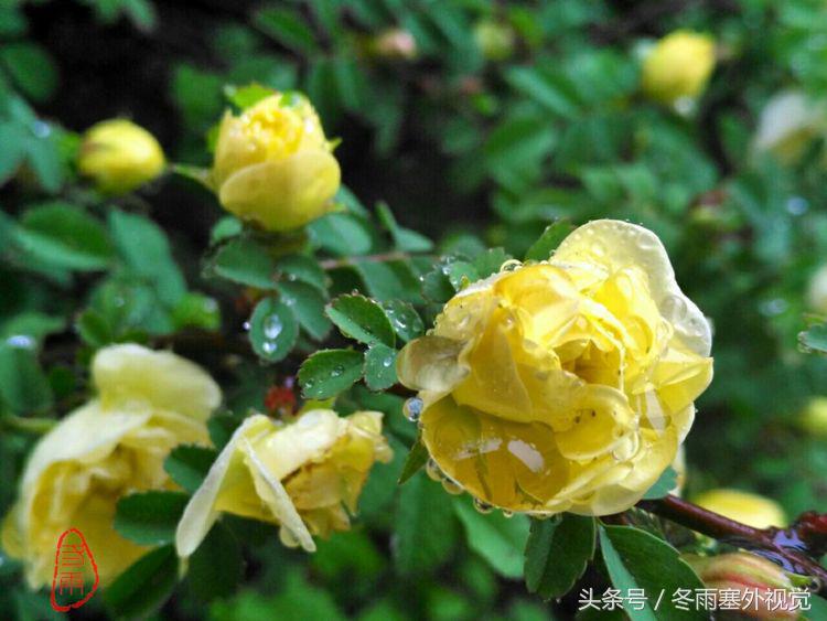 雨中花，霏霏雨露作清妍