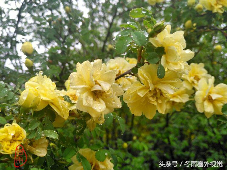 雨中花，霏霏雨露作清妍