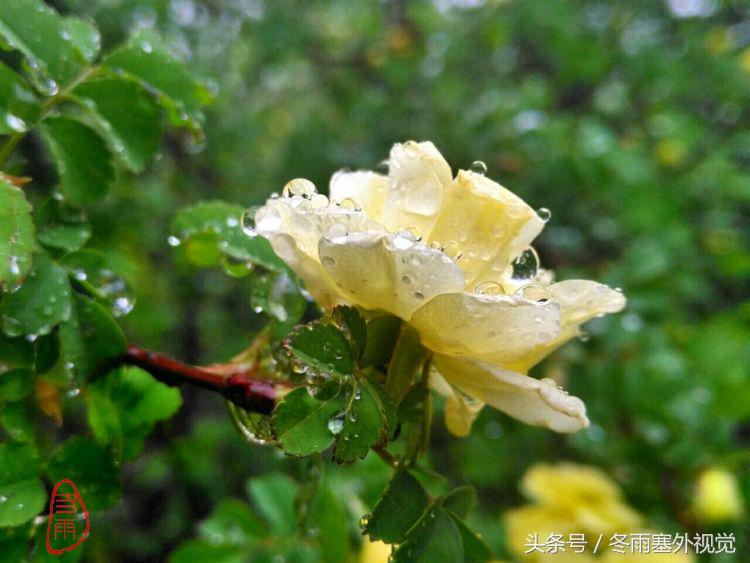 雨中花，霏霏雨露作清妍