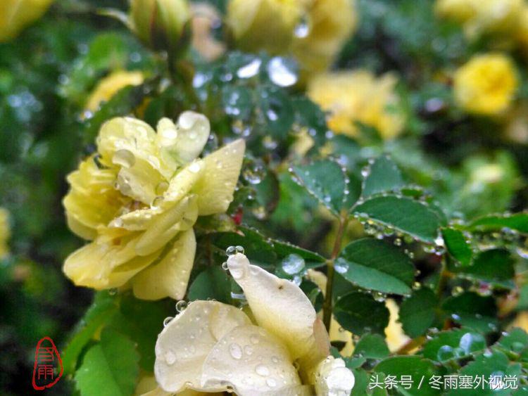 雨中花，霏霏雨露作清妍