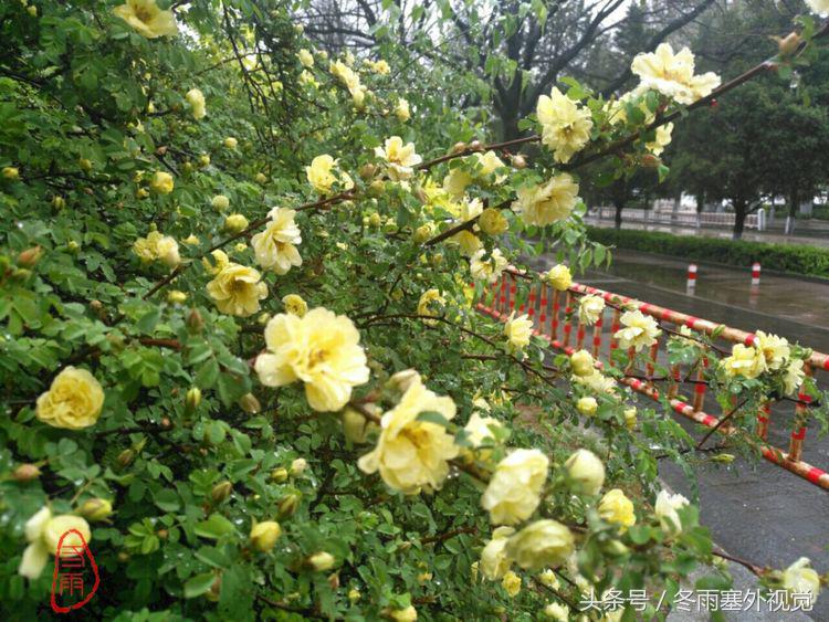 雨中花，霏霏雨露作清妍