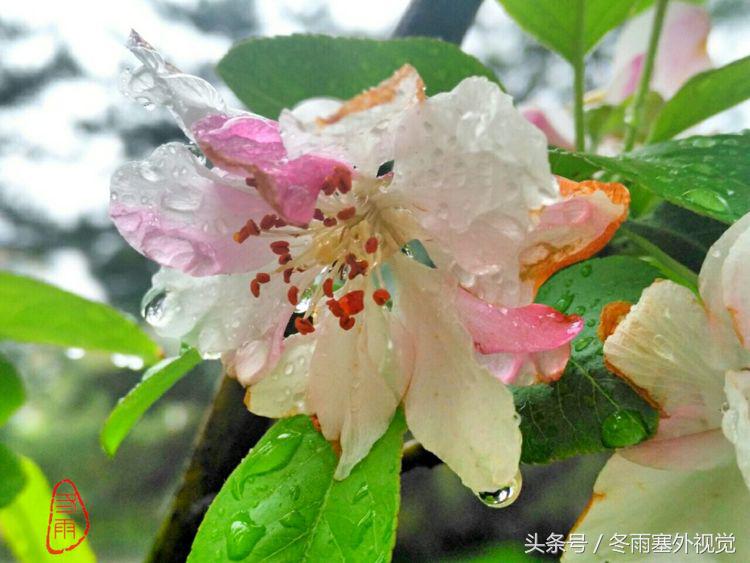 雨中花，霏霏雨露作清妍