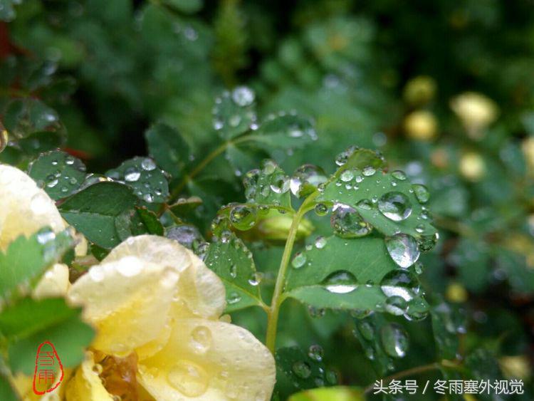 雨中花，霏霏雨露作清妍