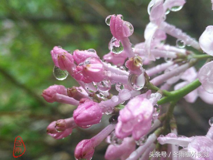 雨中花，霏霏雨露作清妍