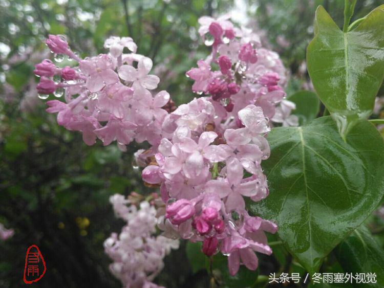 雨中花，霏霏雨露作清妍