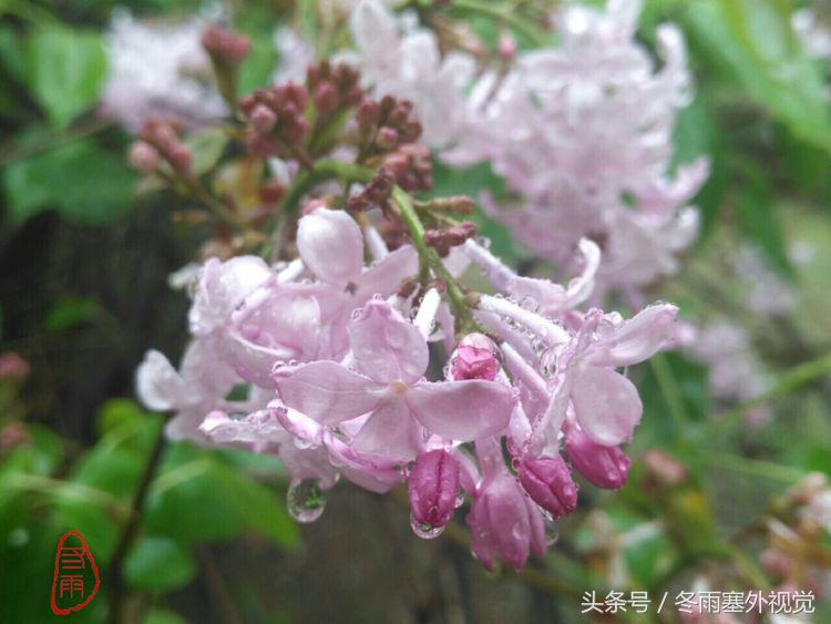 雨中花，霏霏雨露作清妍