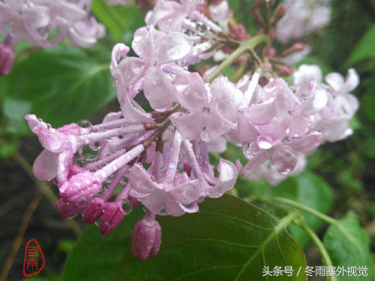 雨中花，霏霏雨露作清妍