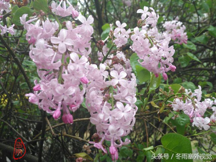 雨中花，霏霏雨露作清妍