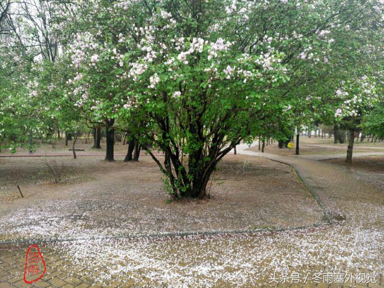 雨中花，霏霏雨露作清妍