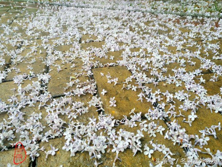 雨中花，霏霏雨露作清妍