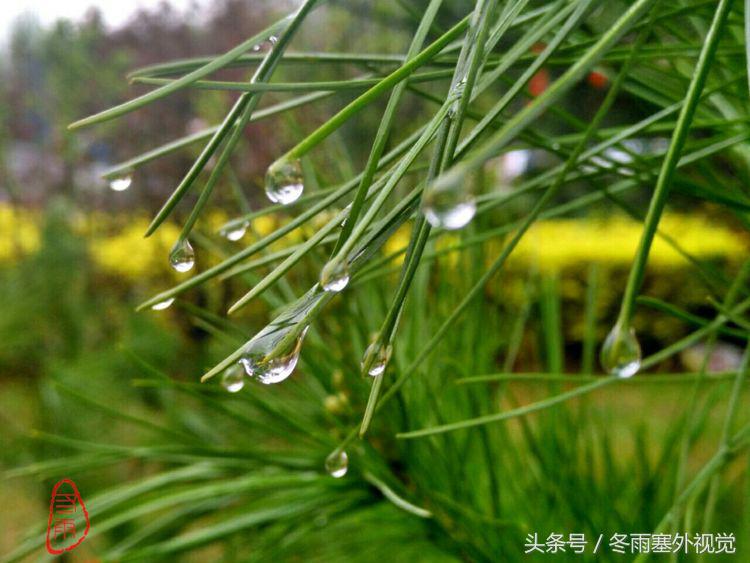 雨中花，霏霏雨露作清妍