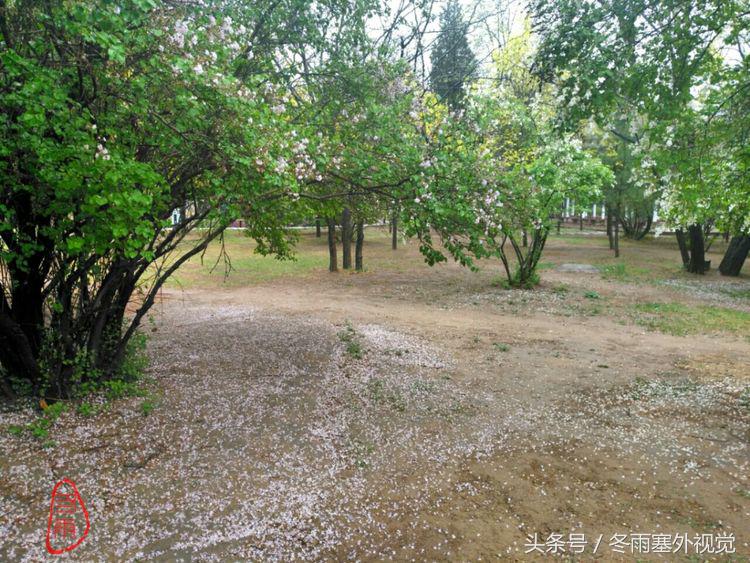 雨中花，霏霏雨露作清妍