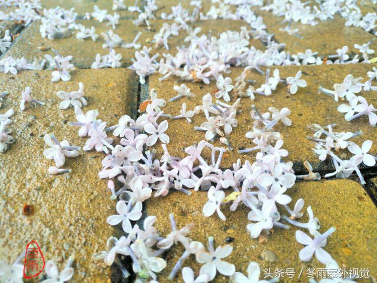 雨中花，霏霏雨露作清妍