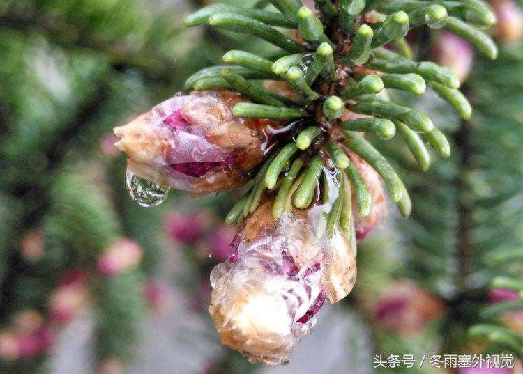 雨中花，霏霏雨露作清妍