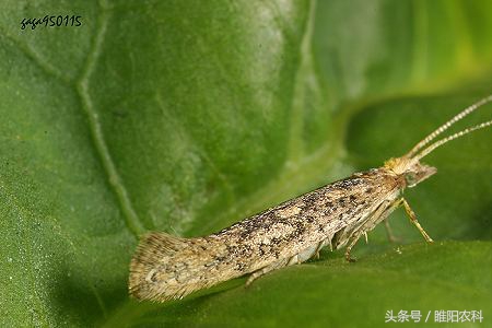 小菜蛾的形态特征(小菜蛾的综合防治措施)