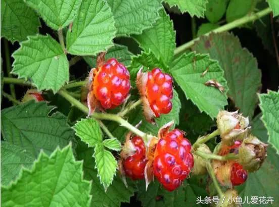 13羊奶果怎么吃(羊奶果怎么吃能没有涩味)