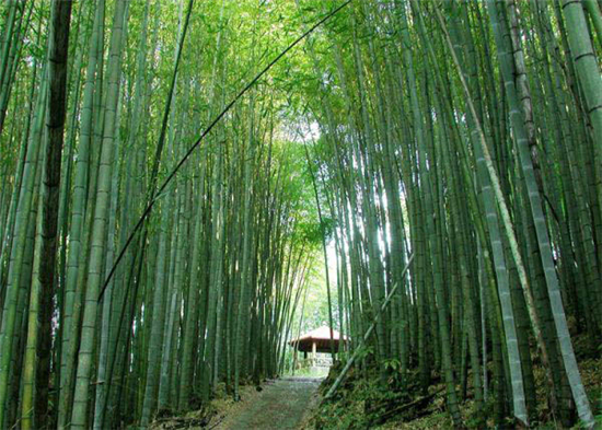 河南这些地方景美人少，去过五个以上算你厉害！