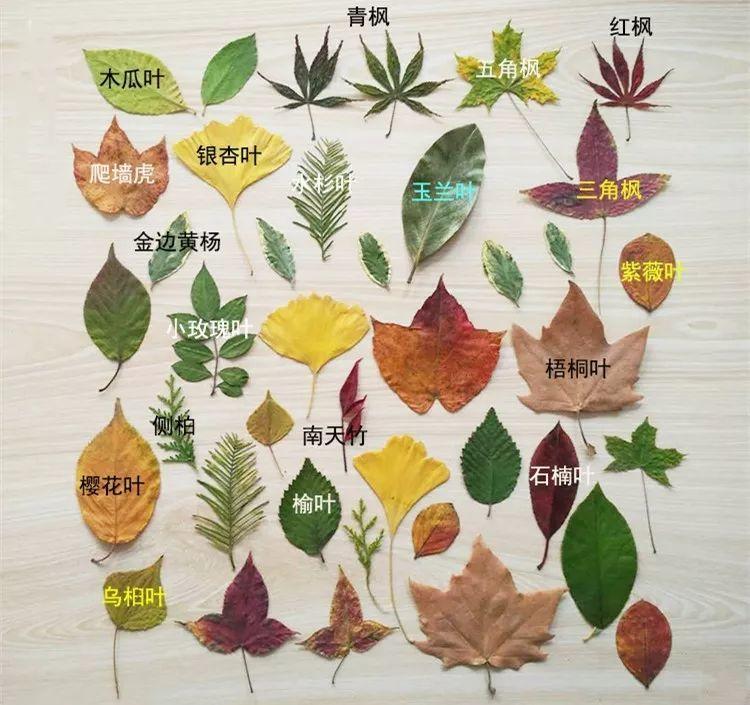 各种叶子的形状都不同,做成叶脉饰品再好不过了养 花 大 全叶脉装饰