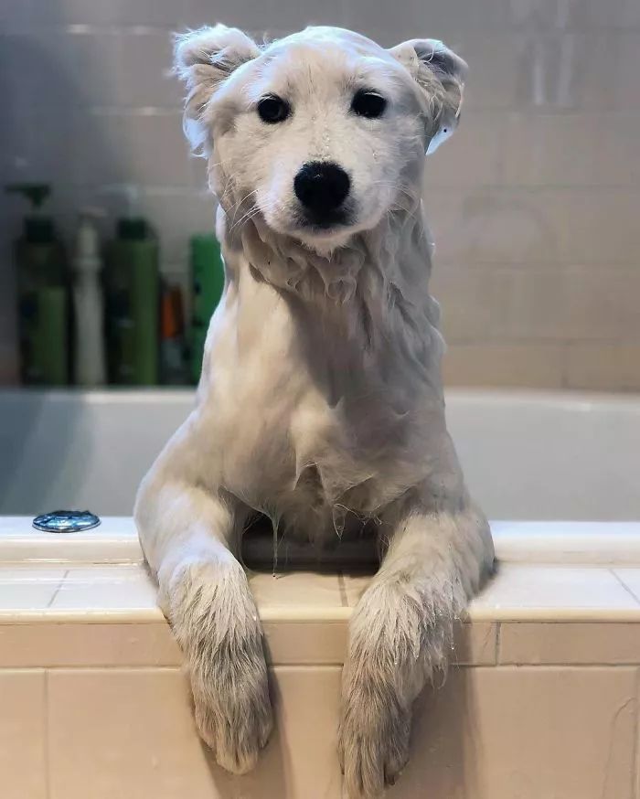 萨摩耶与哈士奇柴犬并称萌犬三巨头,拥有最暖微笑,不接受反驳!