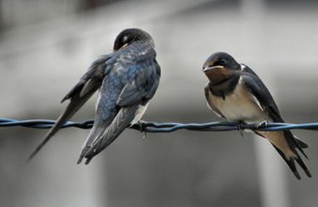 关于归巢的散文(春燕归巢的散文) _晶羽科技