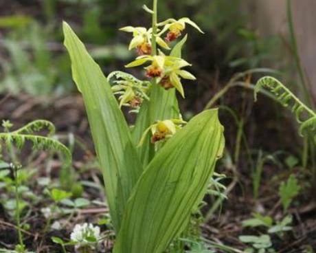 九子连环草图片(农村这类野草) - 赤虎壹号