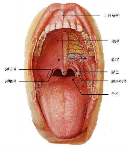 口腔黏膜的图片及说明图片