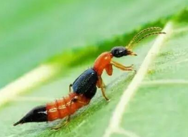 蜱虫又称为壁虱,扁虱,草爬子,体形极小,不吸血时,有米粒大小,吸饱血液