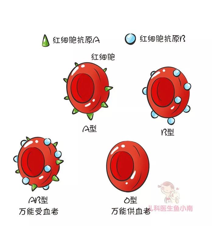 爸爸A型血妈妈B型血，宝宝血型是啥？这份血型遗传规律表请收好