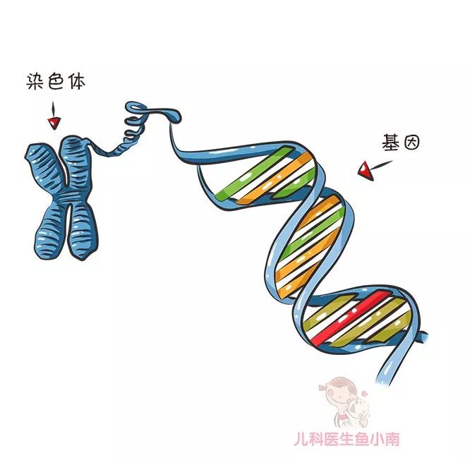 爸爸A型血妈妈B型血，宝宝血型是啥？这份血型遗传规律表请收好