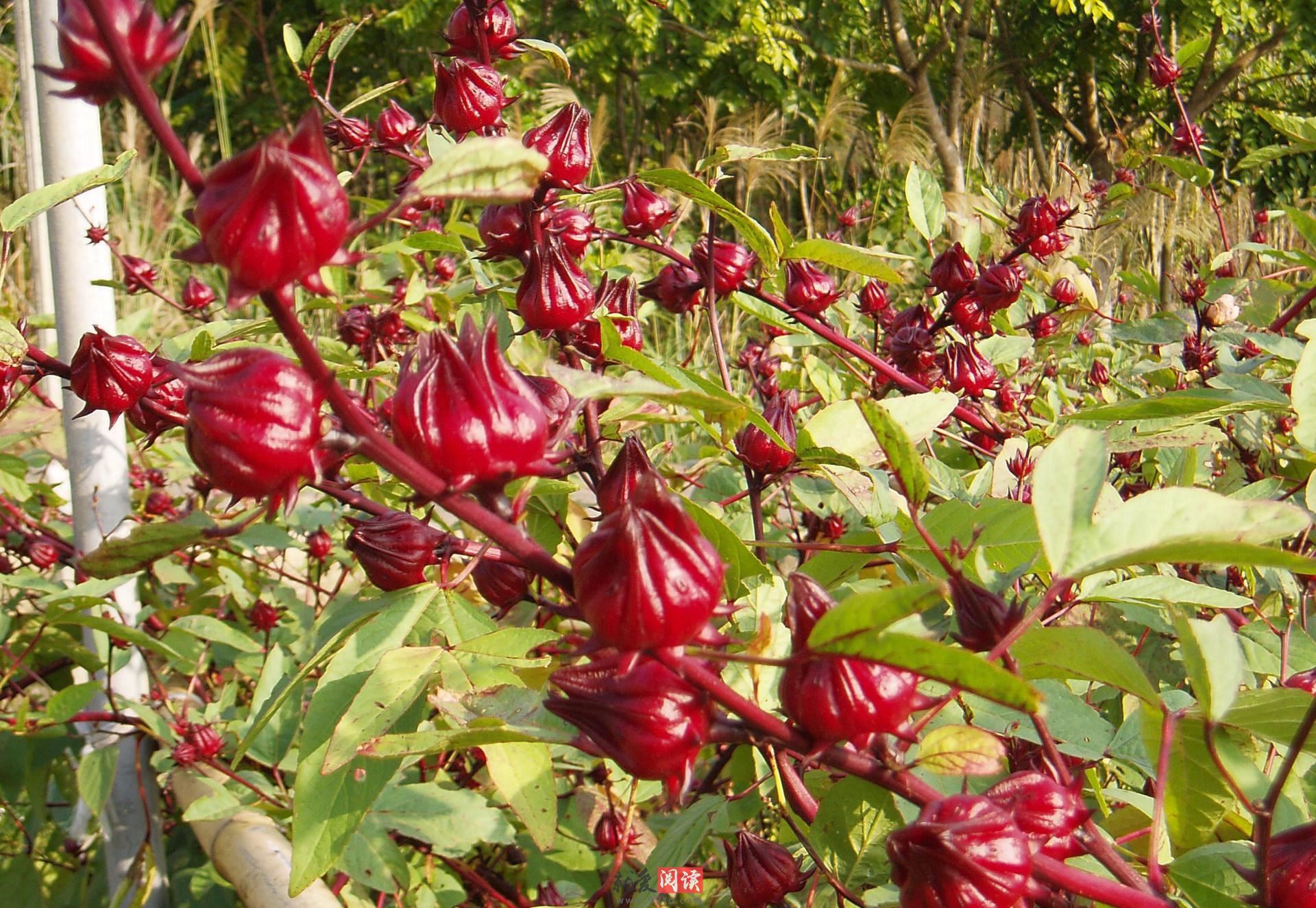 这种叫“红桃k”的果子，一公斤卖70元！这个村子里却烂了一地