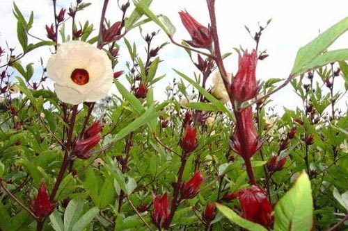 这种叫“红桃k”的果子，一公斤卖70元！这个村子里却烂了一地