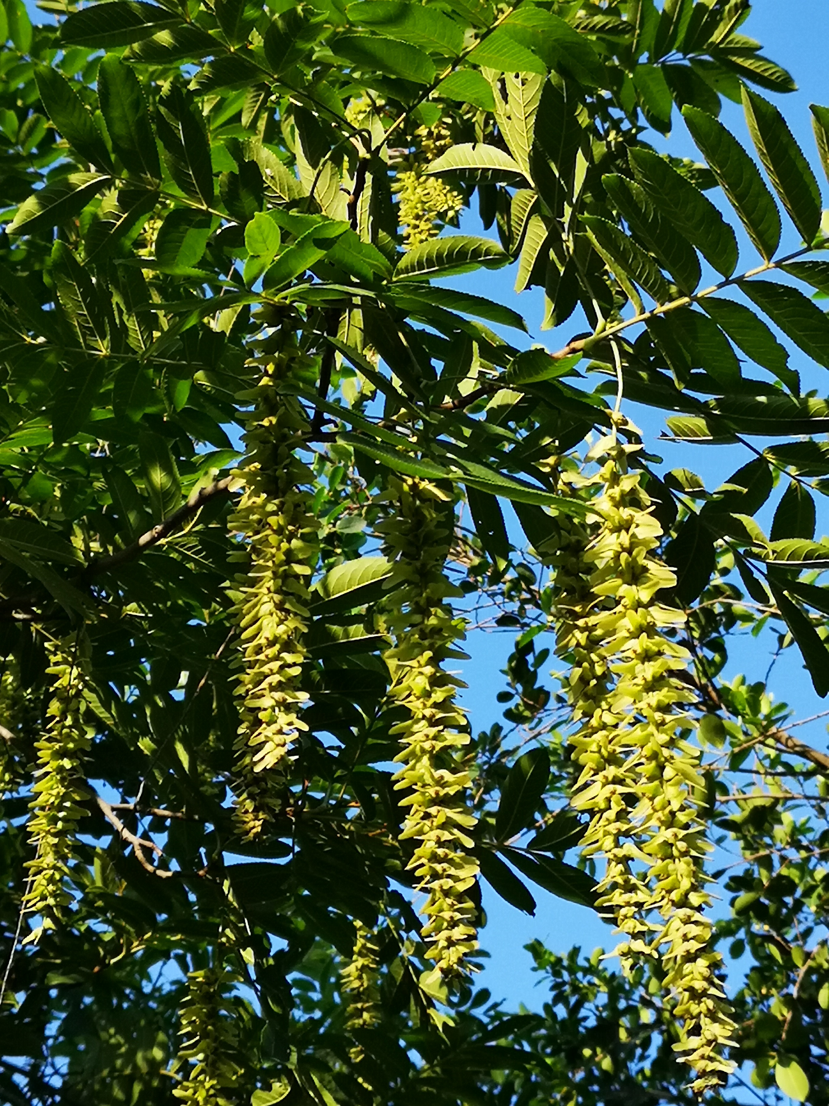 67《西游记》中是这样描写枫杨树的:数村木落芦花碎,几树枫杨红叶坠