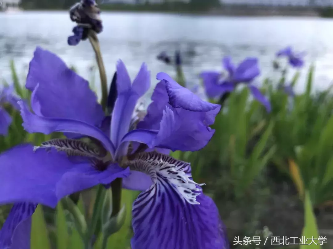 西工大“校花”知多少