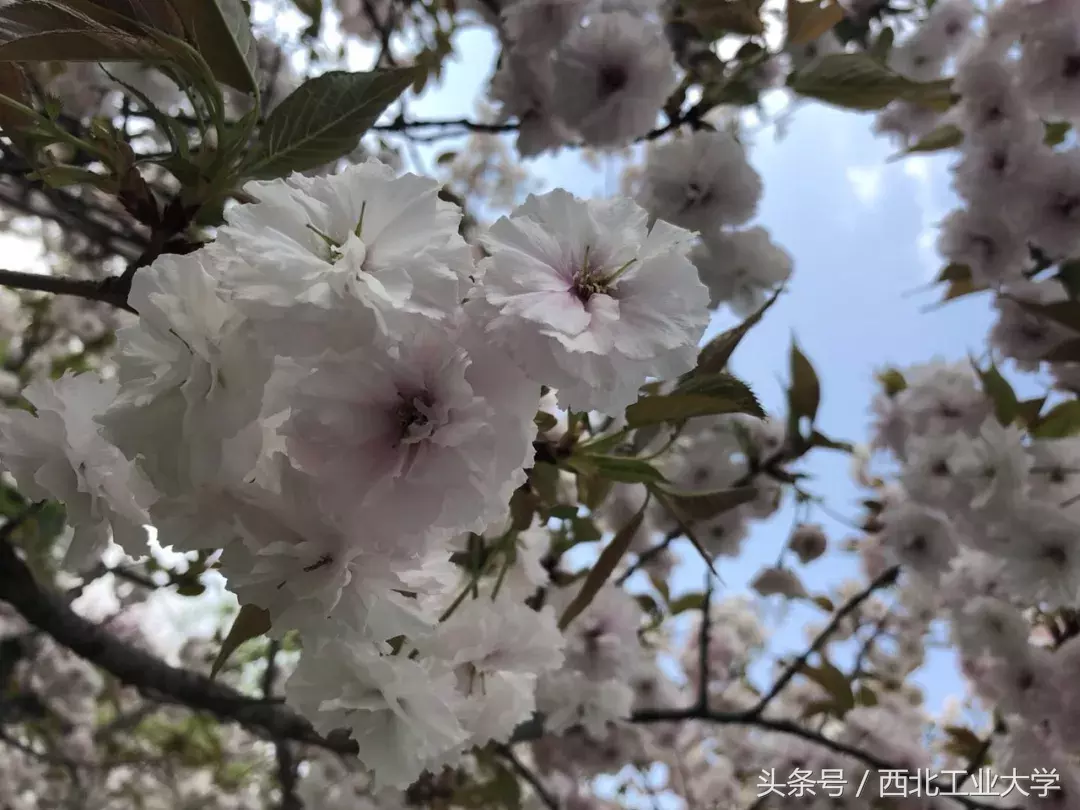 西工大“校花”知多少