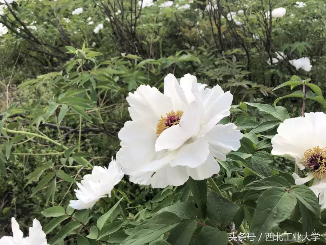 西工大“校花”知多少