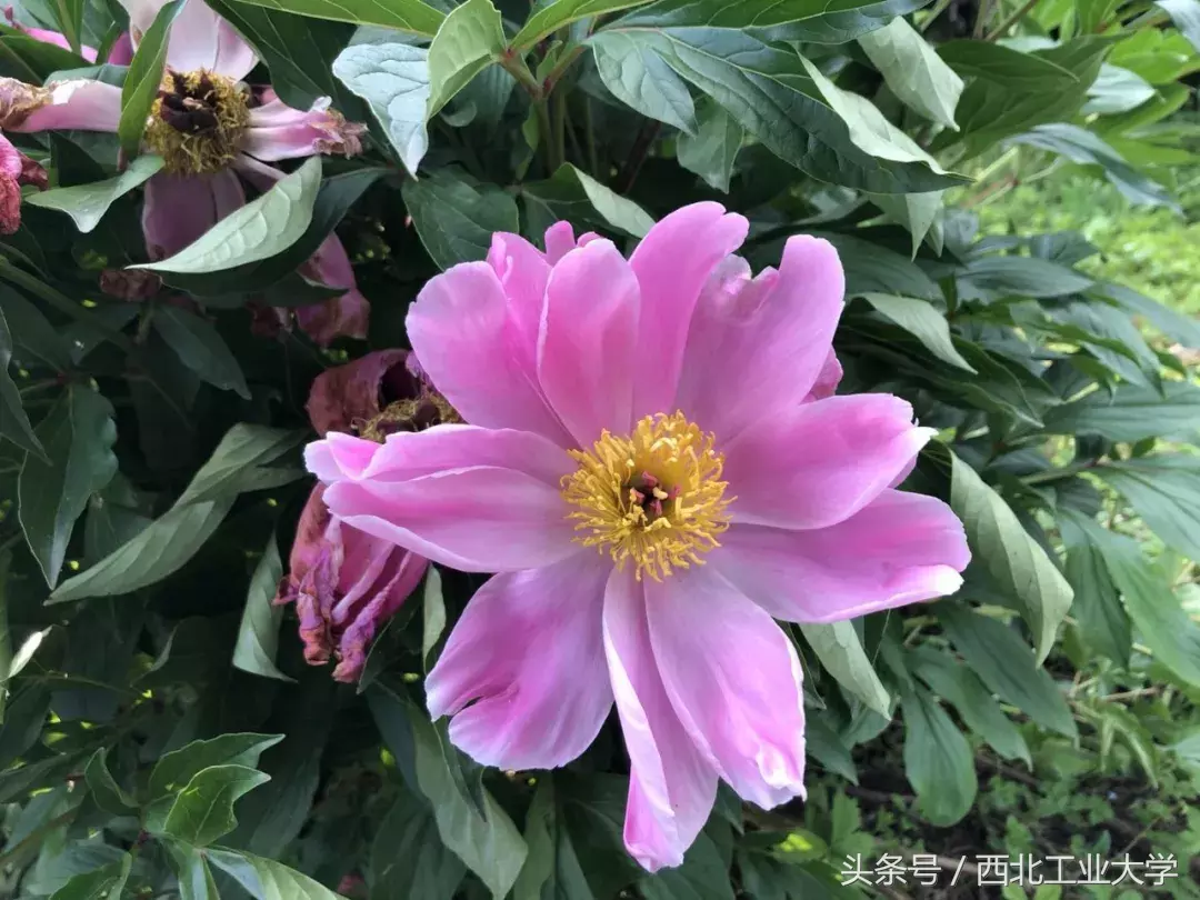 西工大“校花”知多少